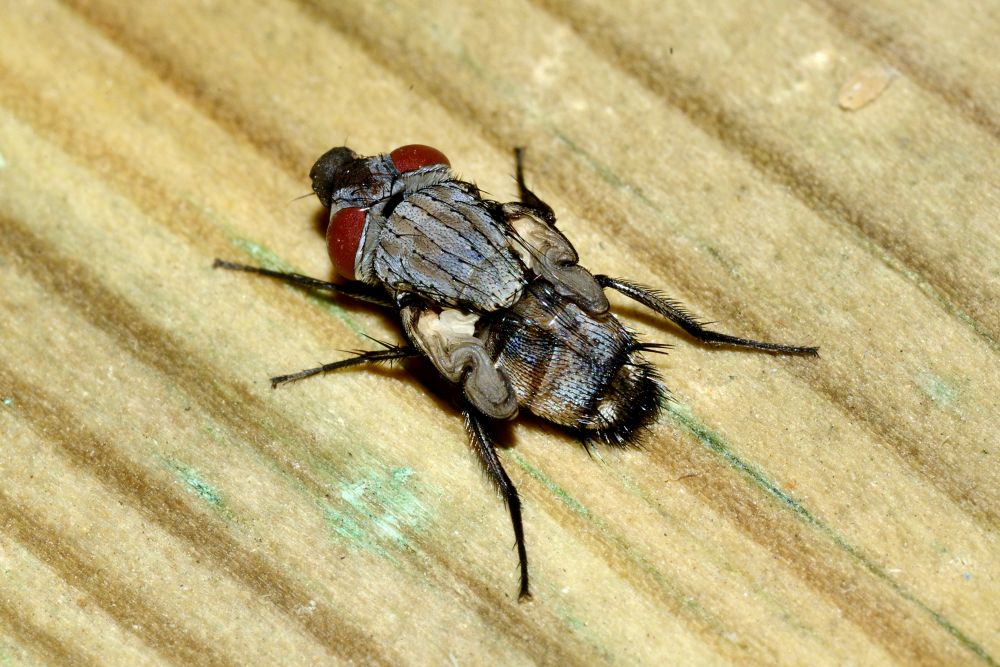 Mosca parassita