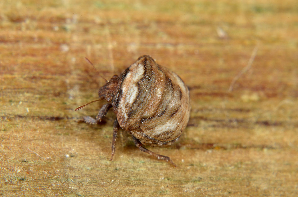 Vilpianus galii (Pentatomidae)