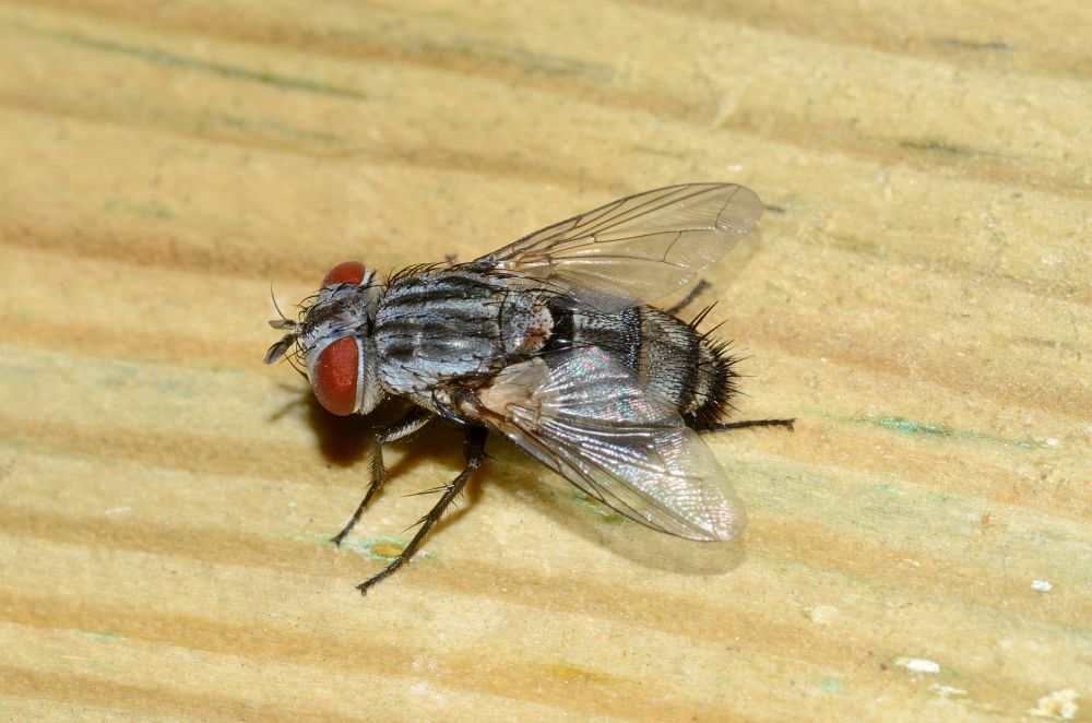 Mosca parassita