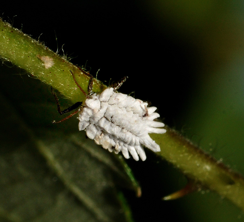 Insetto strano: Orthezia sp.