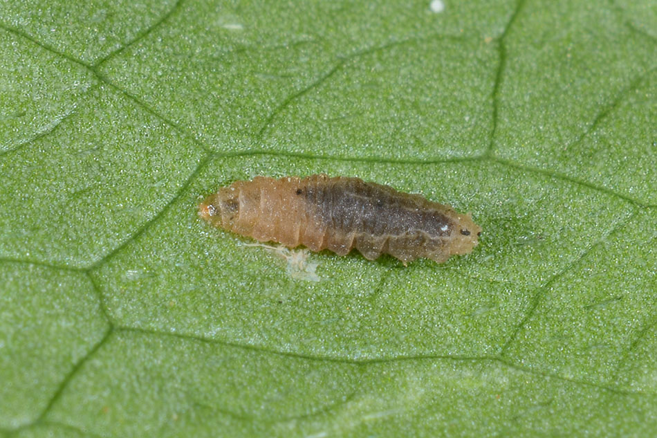 Identificazione larva