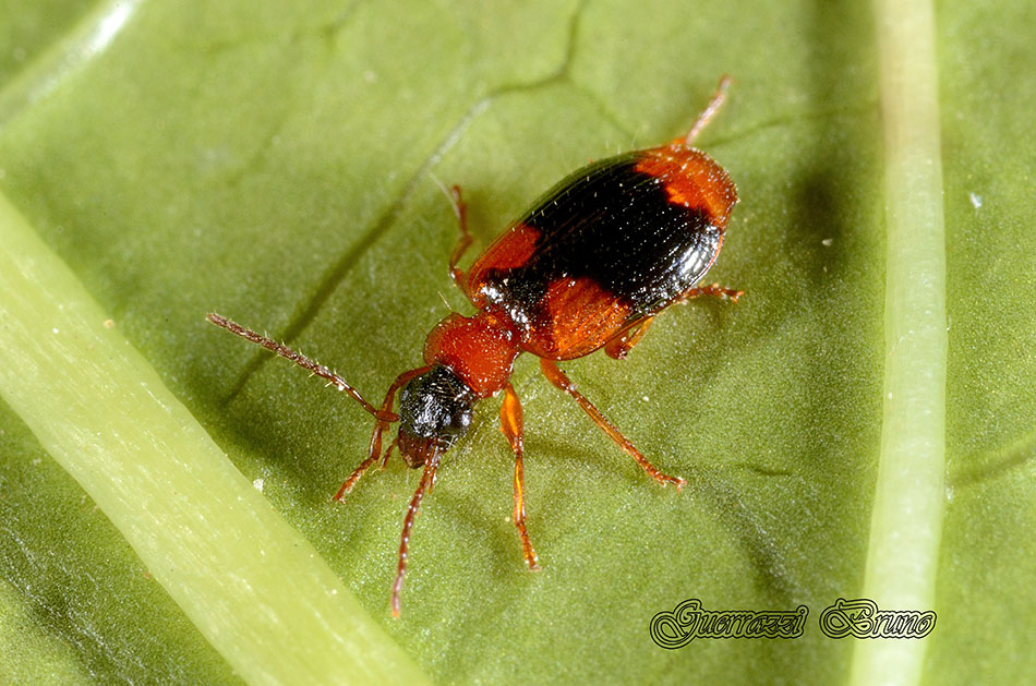 Identificazione coleottero: Lebia humeralis