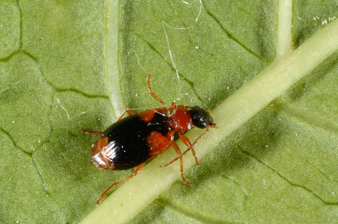 Identificazione coleottero: Lebia humeralis