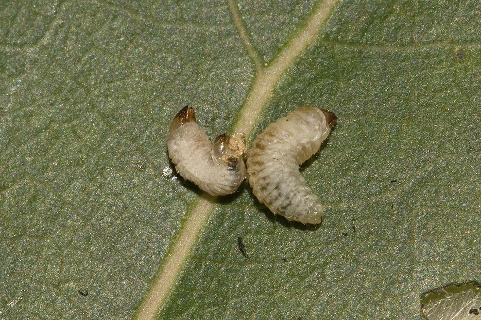 Uovo larva e adulto di curculionide: Dorytomus sp.(adulto)