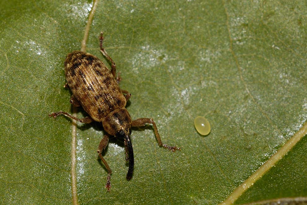 Uovo larva e adulto di curculionide: Dorytomus sp.(adulto)