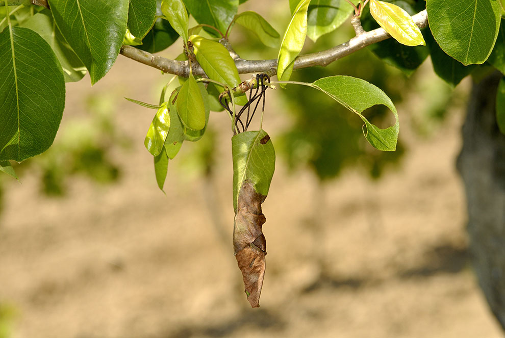 Uovo larva e adulto di curculionide: Dorytomus sp.(adulto)