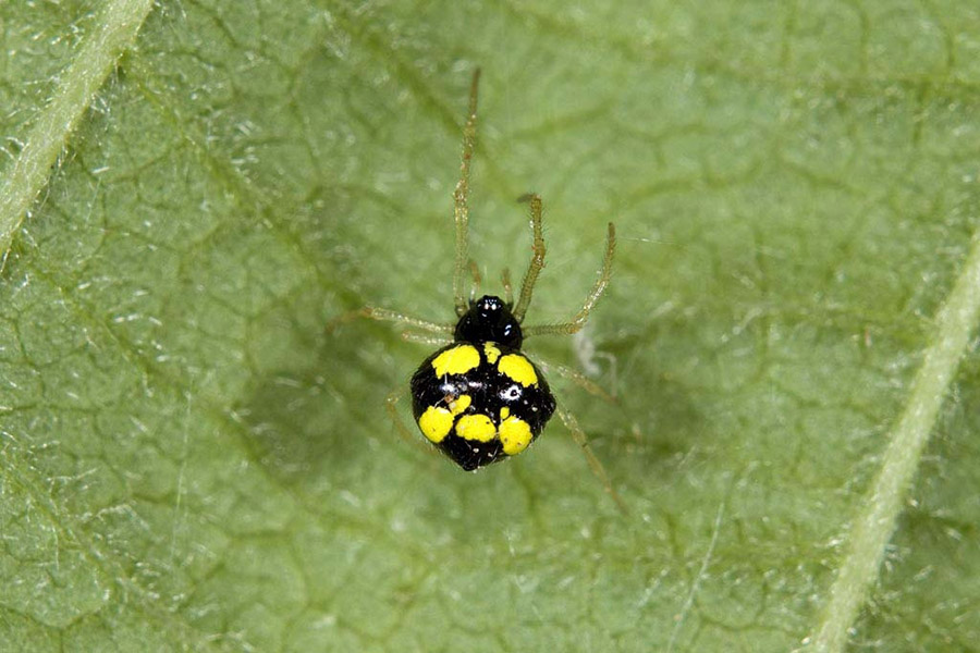 Theridula gonygaster - Cascina (PI)