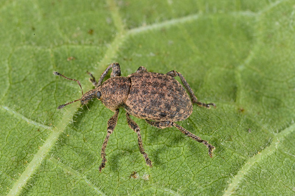 Polistes cf. dominulus con preda (larva di Donus sp?)