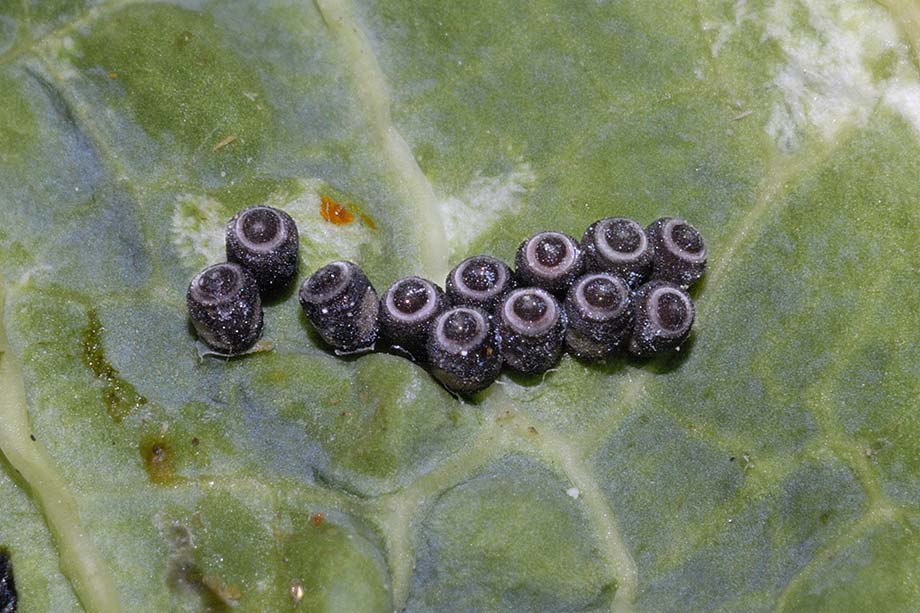 Uova di Lepidoptera? No, di Heteroptera Pentatomidae: Eurydema cfr. ventralis