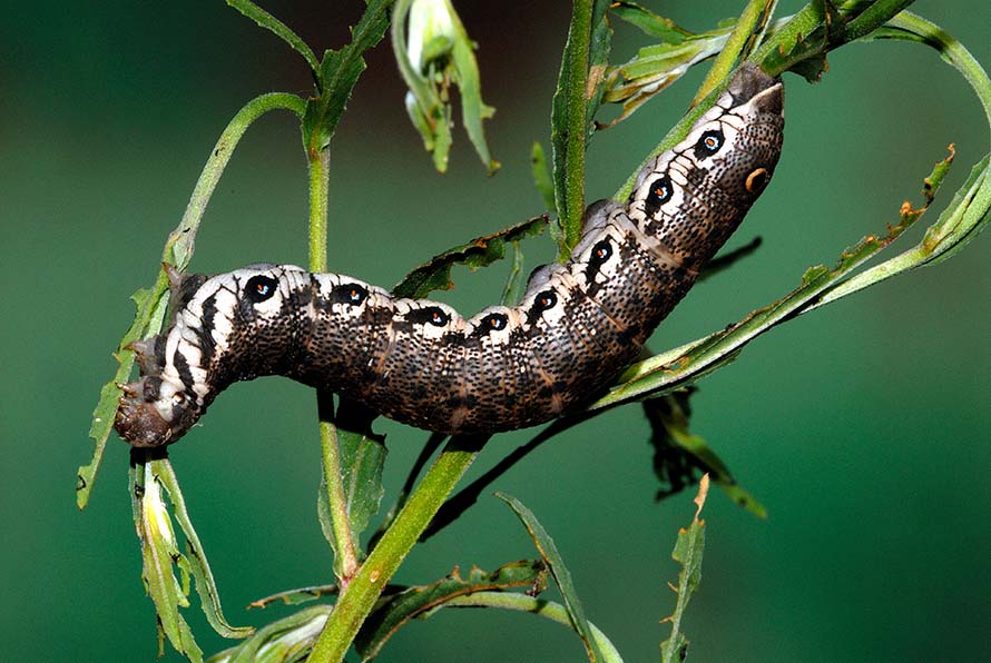 Identificazione bruco: Proserpinus proserpina - Sphingidae