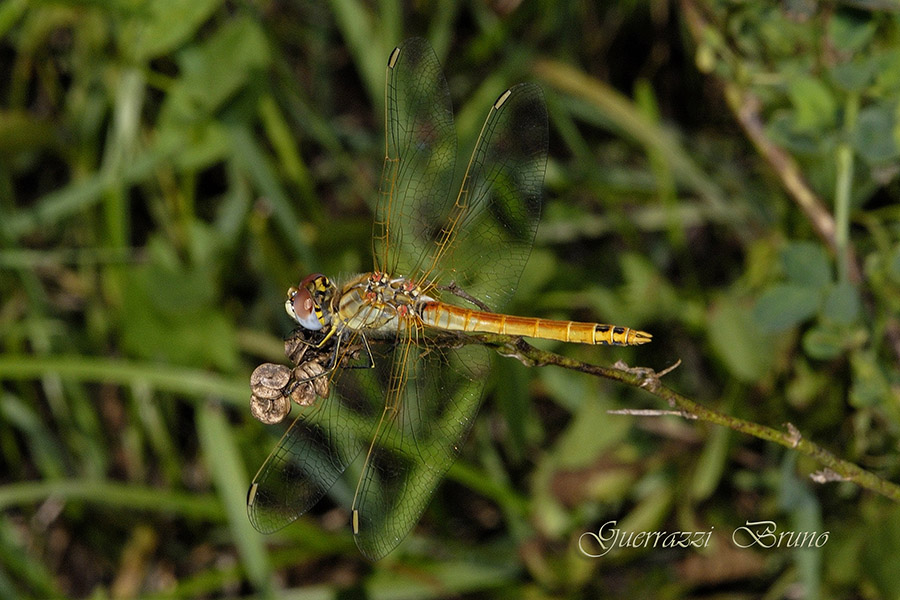 Id libellula