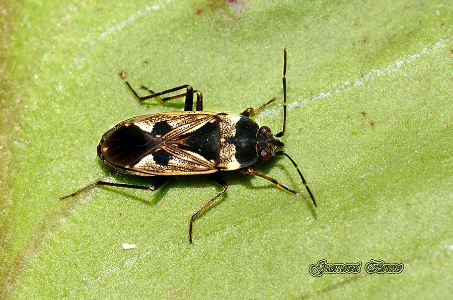 Lygaeidae: Rhyparochromus vulgaris della Toscana (PI)