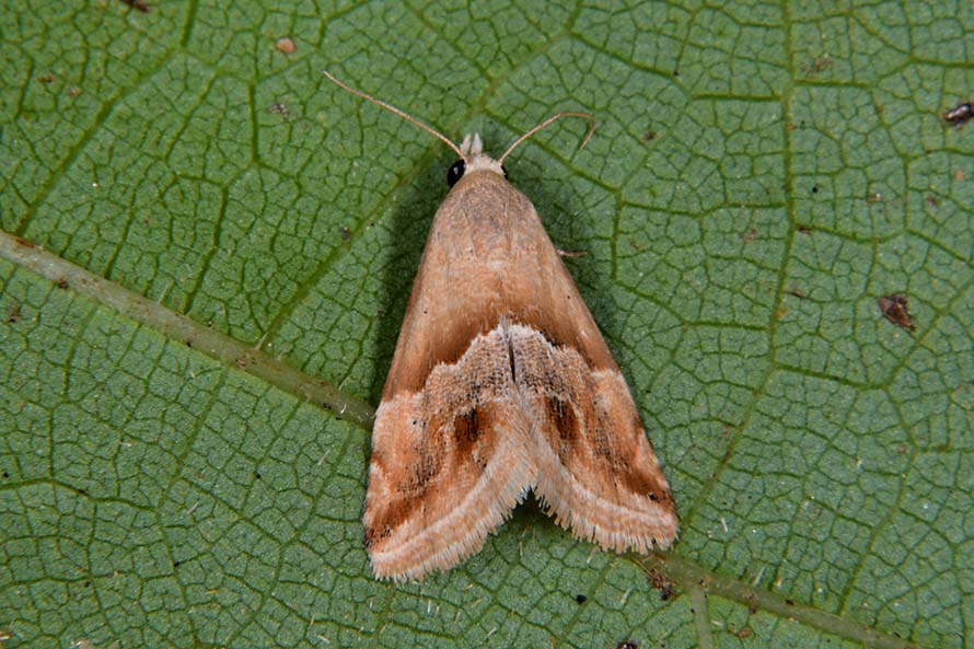 Identificazione falena - Eublemma parva , Erebidae