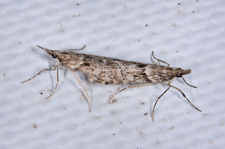 Eudonia angustea? S