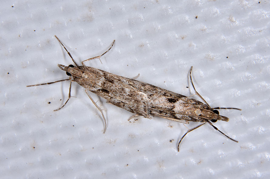 Eudonia angustea? S