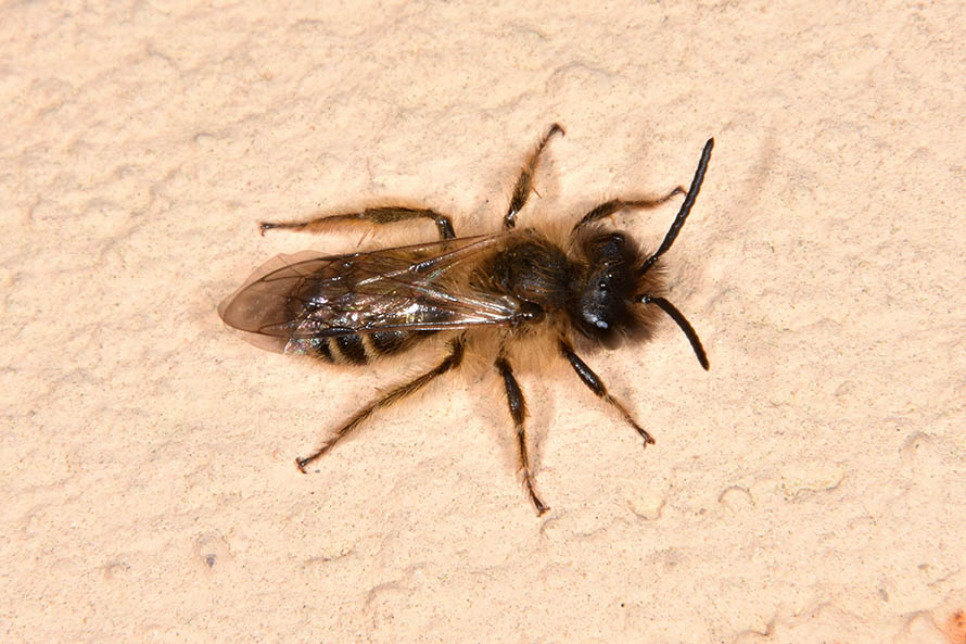 Apidae Andreninae:   Andrena sp.