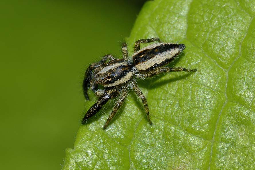 Pseudicius encarpatus - maschio - Cascina (Pisa)