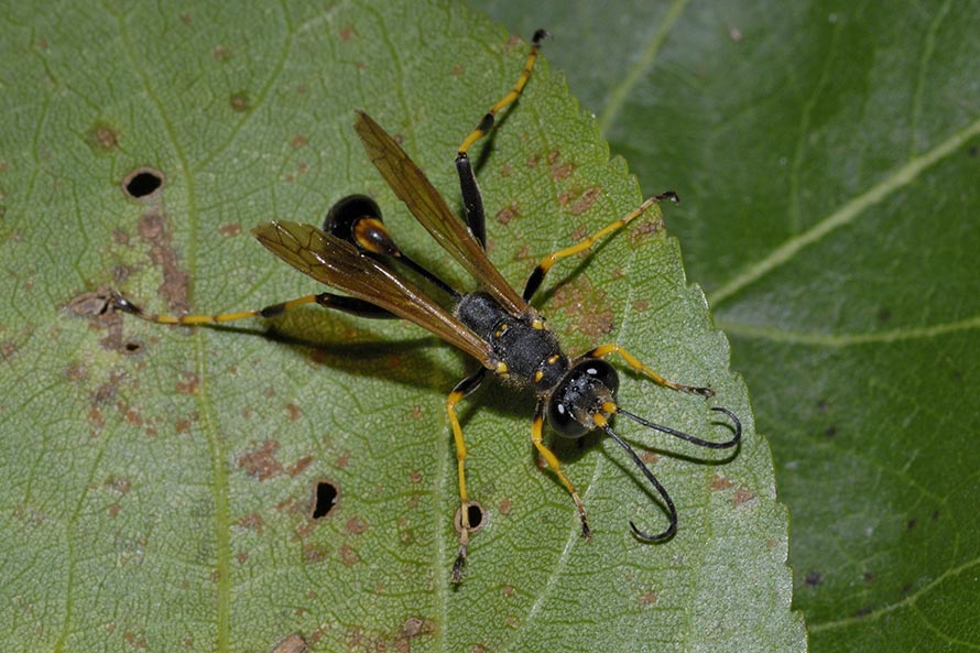 Ichneumonidae?   No, Sphecidae: maschio di Sceliphron caementarium