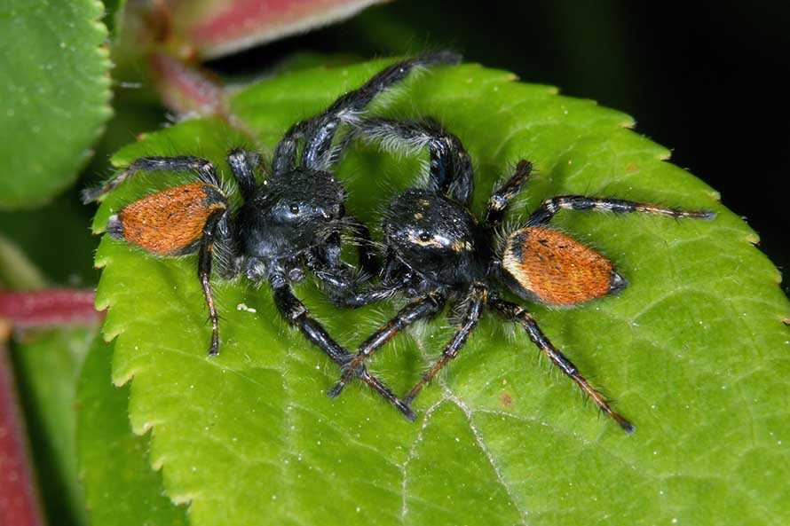 Scontro frontale tra maschi di Carrhotus xanthogramma  - Cascina (PI)