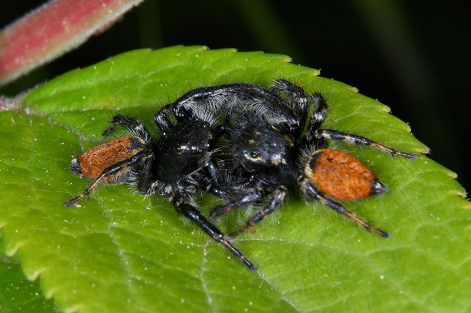 Scontro frontale tra maschi di Carrhotus xanthogramma  - Cascina (PI)