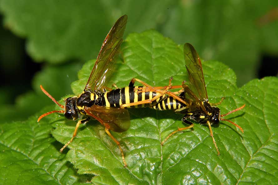 Tenthredo scrophulariae