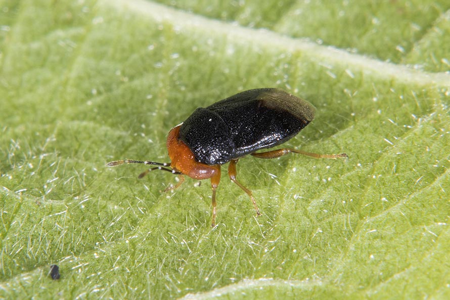 Lygaeidae:  Geocoris quale?  Geocoris erythrocephalus