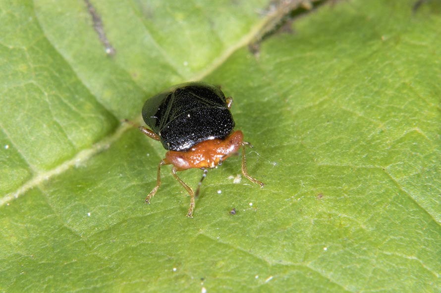 Lygaeidae:  Geocoris quale?  Geocoris erythrocephalus