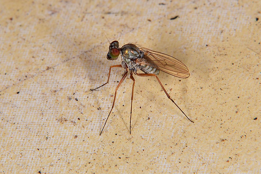 Dolichopodidae: Medetera sp.