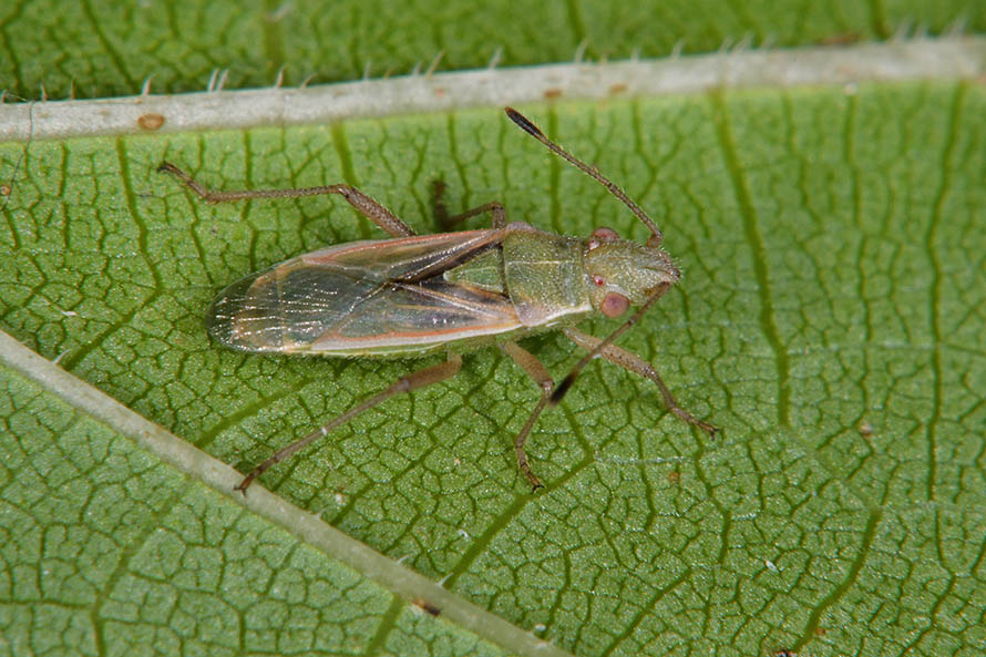 Rhopalidae:   Agraphopus lethierryi