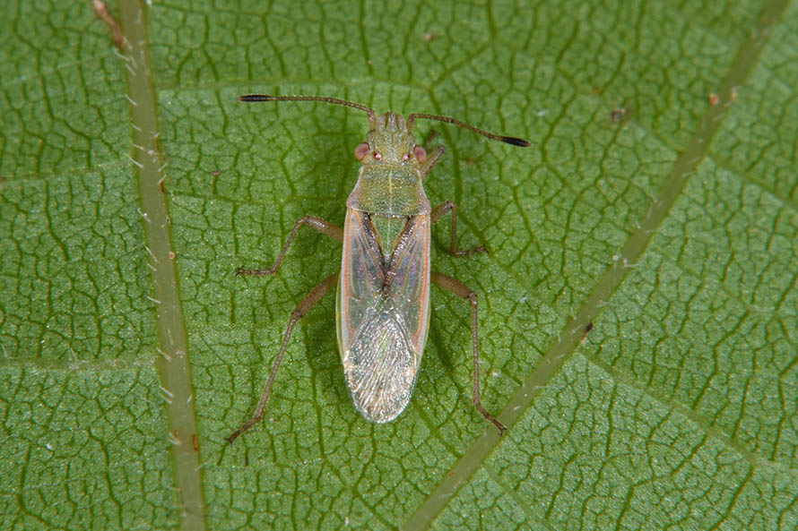 Rhopalidae:   Agraphopus lethierryi