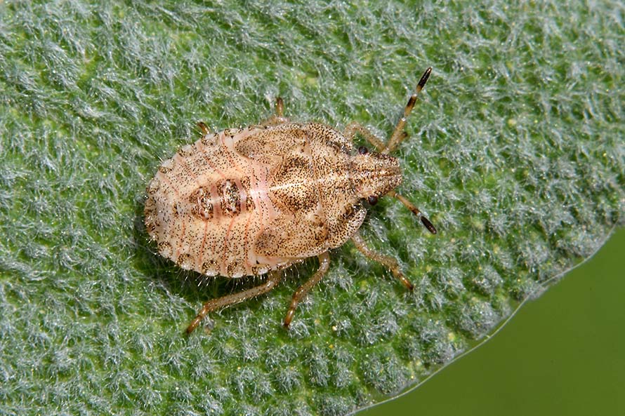 Pentatomidae:  ninfa di Dolycoris baccarum