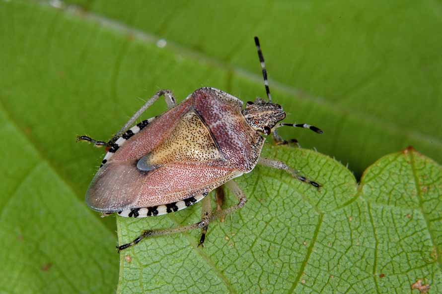 Pentatomidae:  ninfa di Dolycoris baccarum