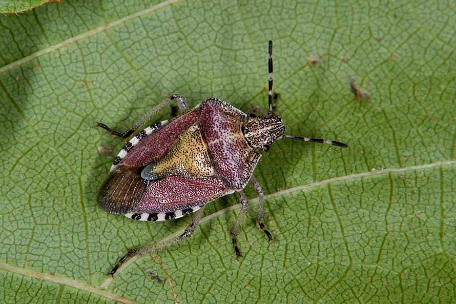 Pentatomidae:  ninfa di Dolycoris baccarum