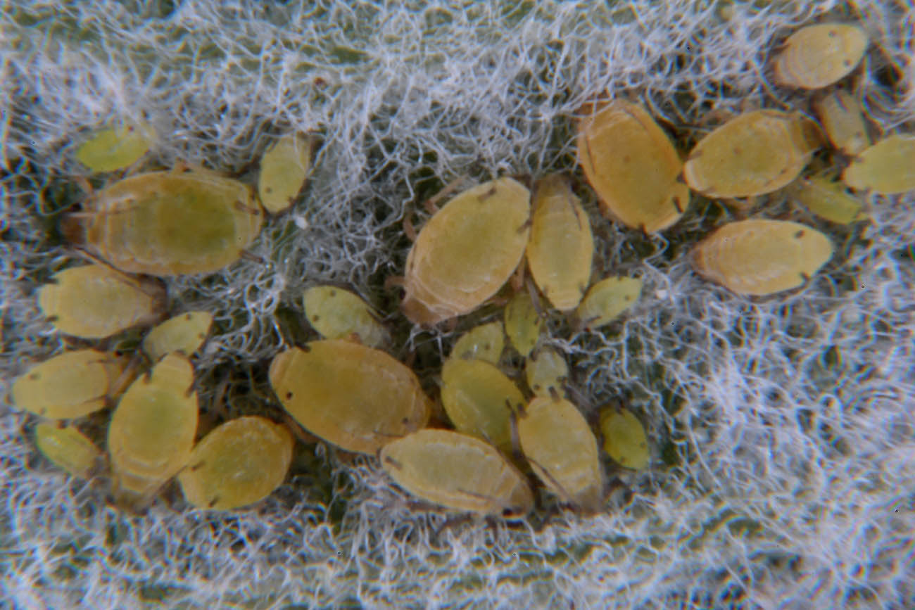 Identificazione afidi su salvia:  Aphis passeriniana o gossypii