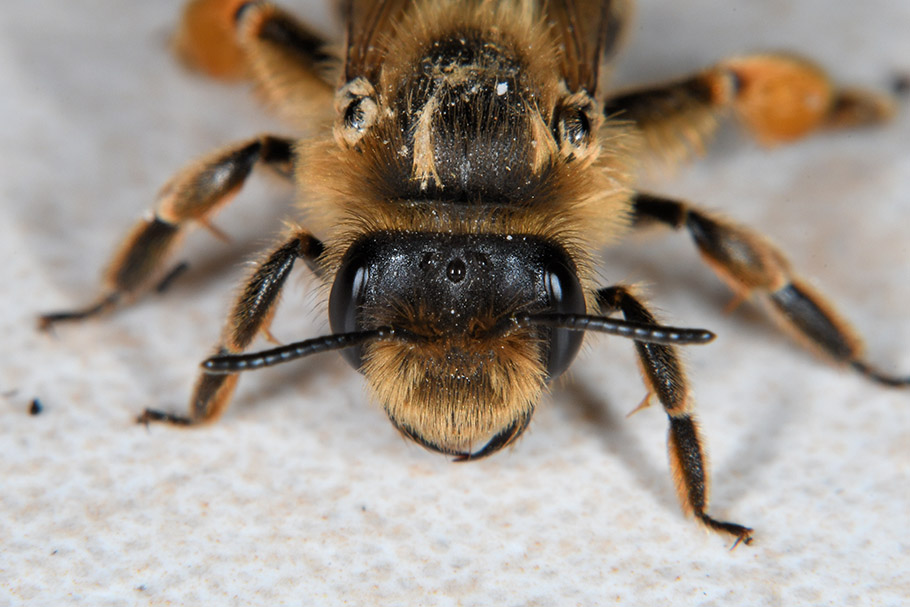 Andrena flavipes, femmina  (Apidae Andreninae)