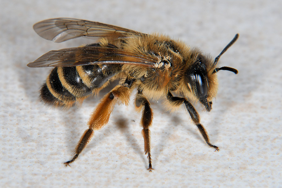 Andrena flavipes, femmina  (Apidae Andreninae)