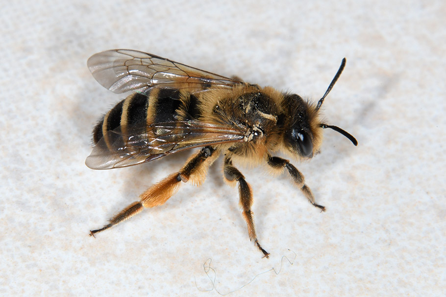 Andrena flavipes, femmina  (Apidae Andreninae)