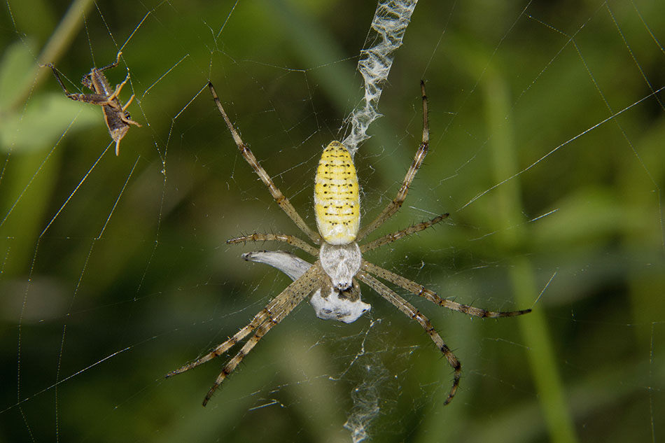 Identificazione ortottero: giovane Acrididae