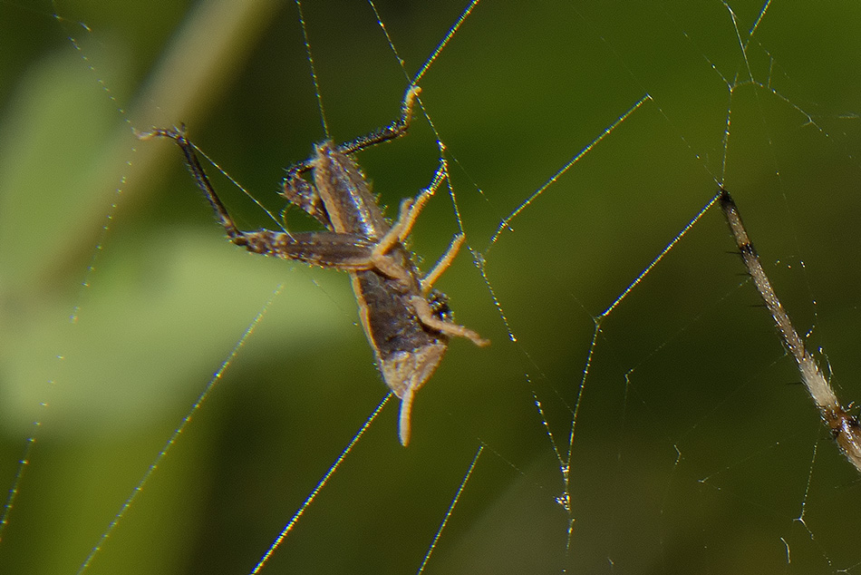 Identificazione ortottero: giovane Acrididae