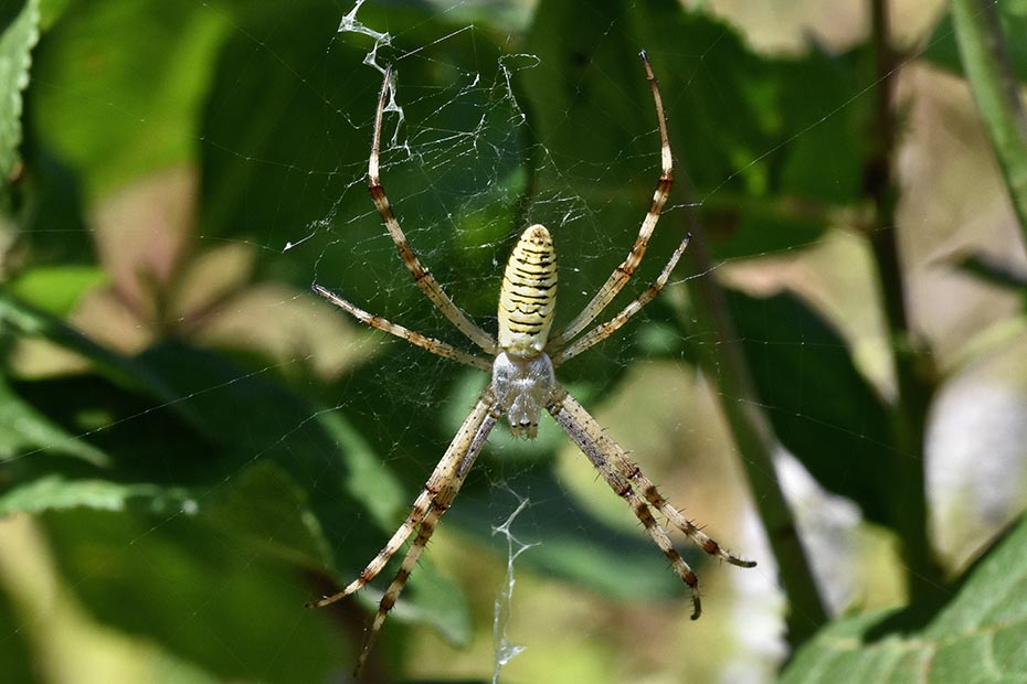 Differenze dopo mute di Argiope bruennichi