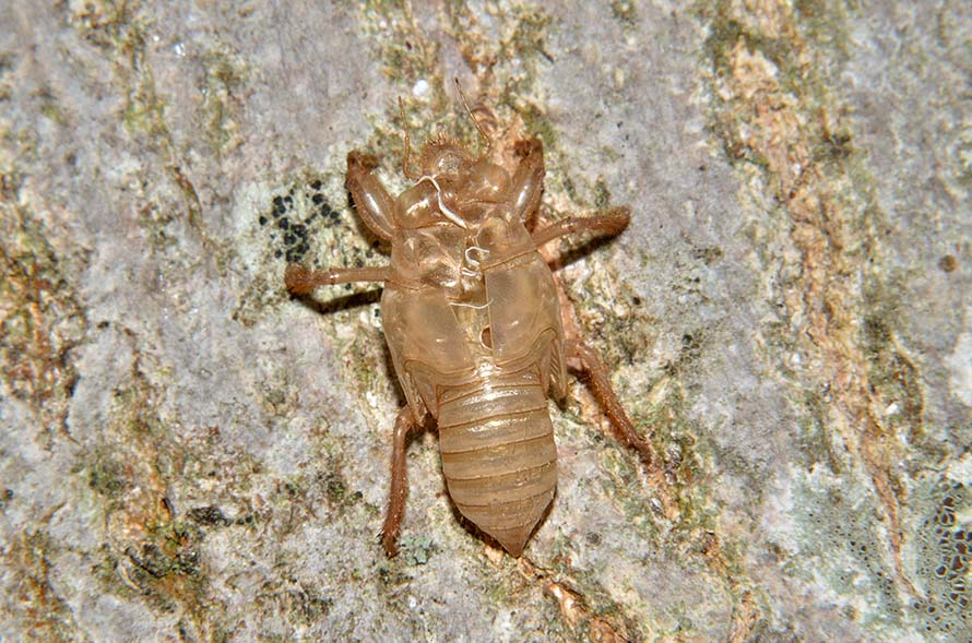 Esoscheletro di Cicada orni? S,....exuvia di Cicada sp.