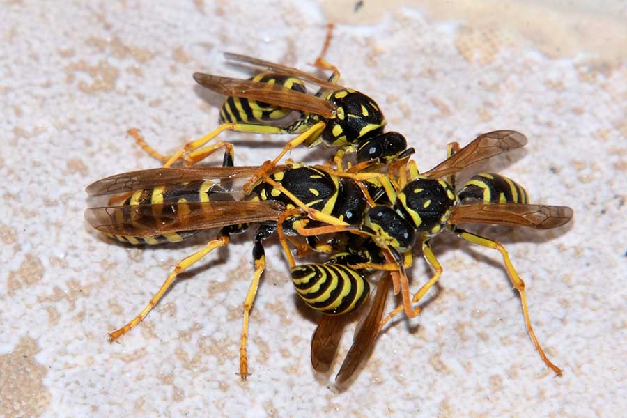 Identificazione Polistes 