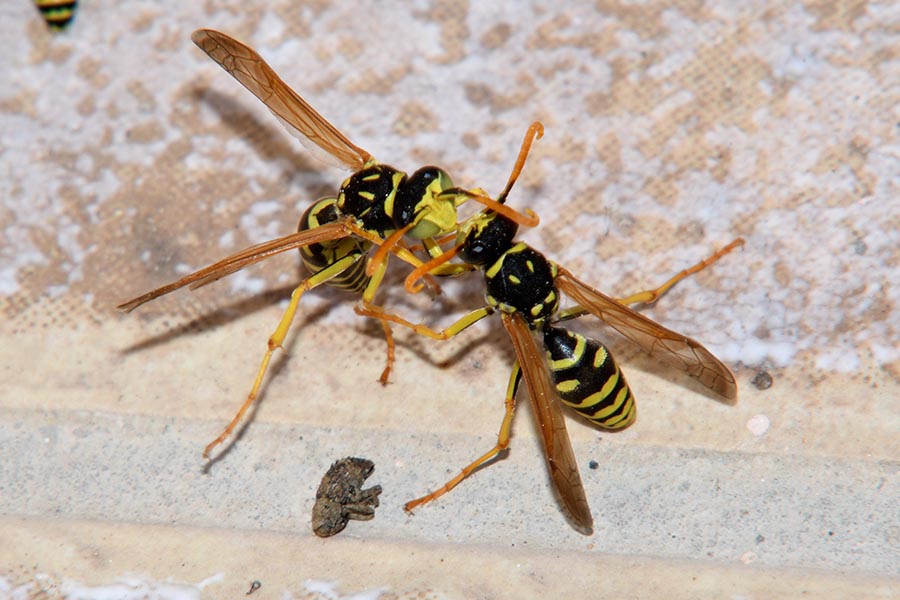 Identificazione Polistes 