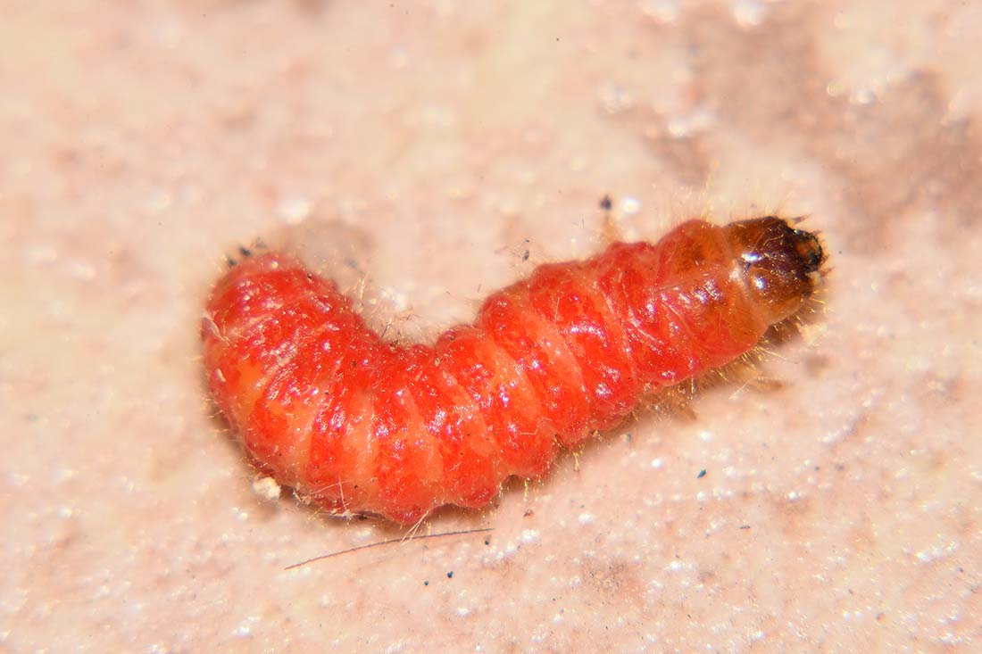 Larva di Trichodes