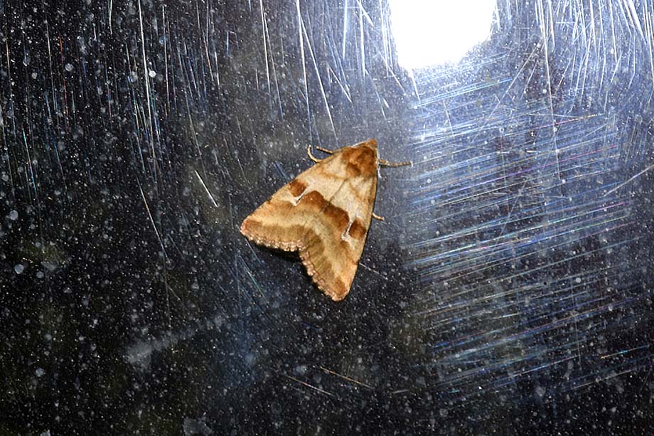 Synthymia fixa  (Noctuidae)