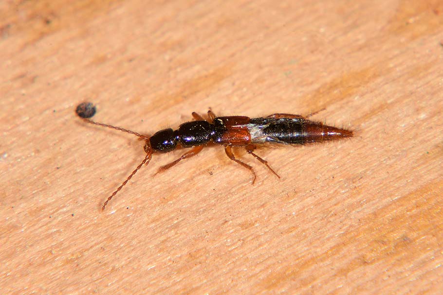 Identificazione Stafilinidae:   sottofam. Paederinae