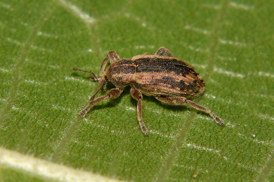 Curculionidae: Hypera melancholica