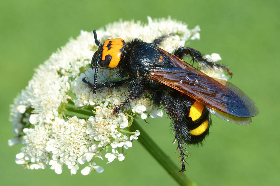 Scolia sexmaculata, maschio, Scoliidae