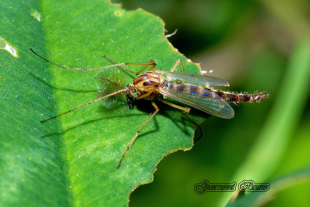 Chironomidae