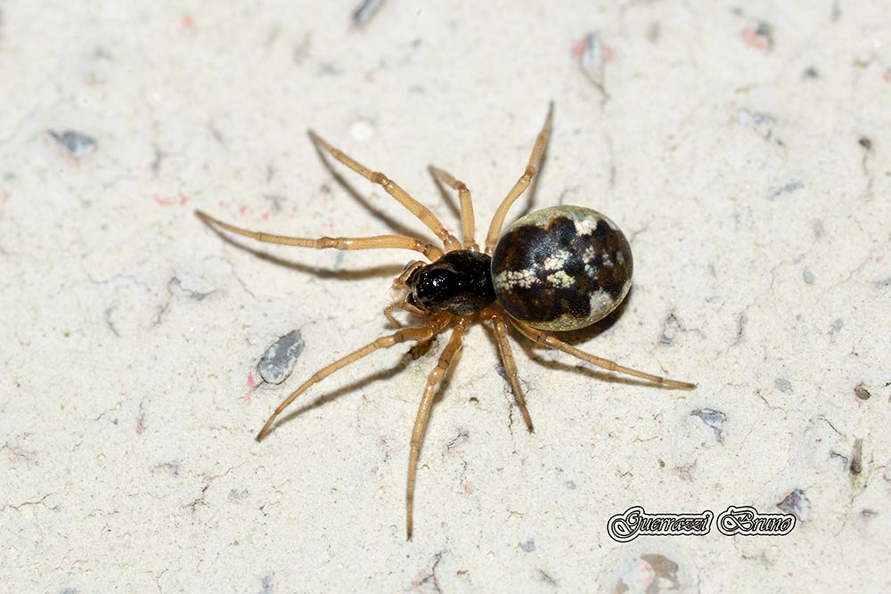 Pachygnatha degeeri - Cascina (PI)